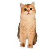 858589088