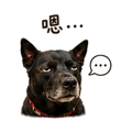 858593023