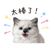 858599085