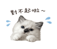 858599093