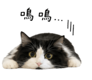 858599608