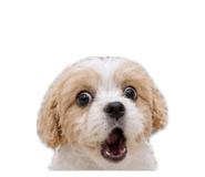 858611071
