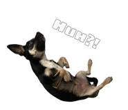 858646650
