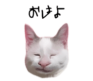 858647105