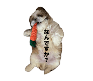 858650851