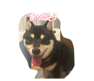 858652590