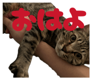 858653314