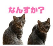 858653318