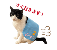 858656604