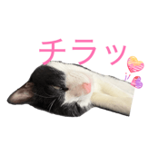 858656613