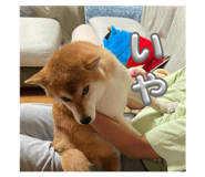 858658227