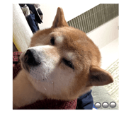 858658229