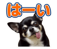 858663260