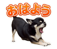 858663264