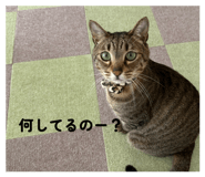858668668