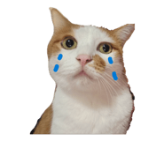 858668972