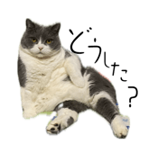 858668977