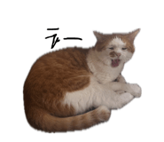 858668981