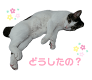 858670794