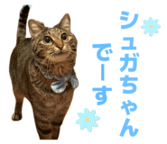 858670803