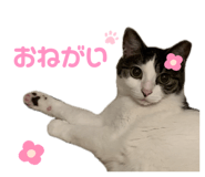 858670804
