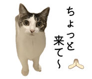 858670812