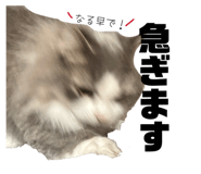 858670870