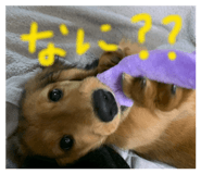 858670979