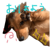 858670981
