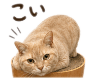 858744216