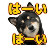 858744845