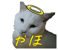 858750529