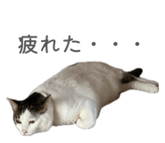 858750725