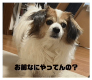 858750879