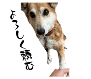 858751537