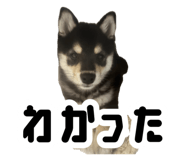 858757196