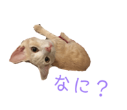 858757916
