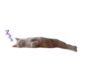 858760216