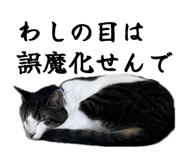 858764228