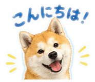 858773381