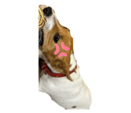 858791731