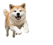 858804065