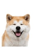 858804066