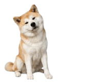 858804067
