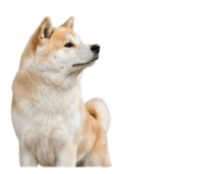 858804068