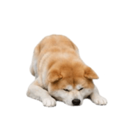 858804071