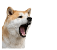 858804080