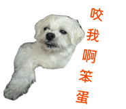 858833996