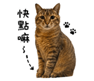 858852516