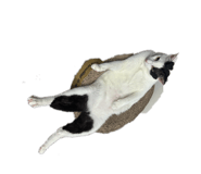858857395